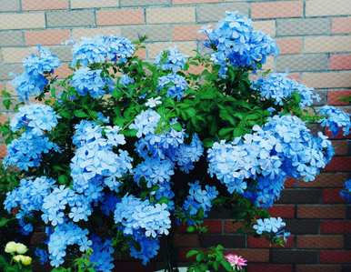 哪些花适合夏天种植，哪些花适合夏天种植？