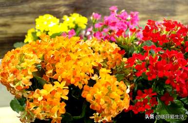 什么时候修剪长寿花最合适？开花后如何修剪凤尾长寿花？