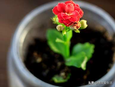 什么时候修剪长寿花最合适？开花后如何修剪凤尾长寿花？