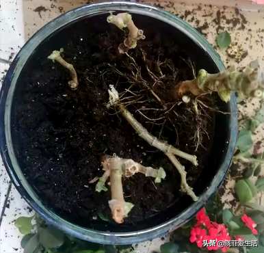 什么时候修剪长寿花最合适？开花后如何修剪凤尾长寿花？