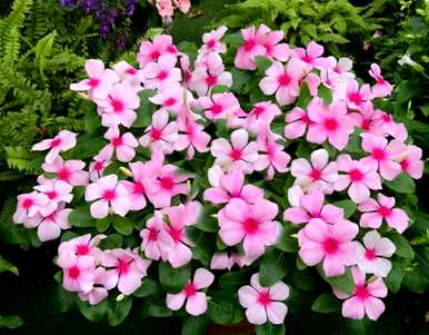哪些花适合夏天种植，哪些花适合夏天种植？