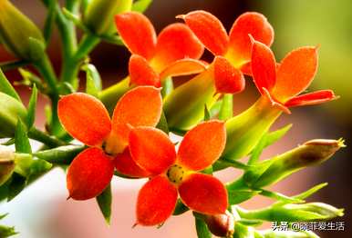 什么时候修剪长寿花最合适？开花后如何修剪凤尾长寿花？