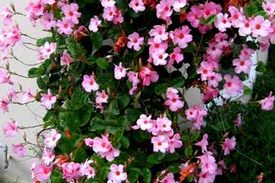 哪些花适合夏天种植，哪些花适合夏天种植？