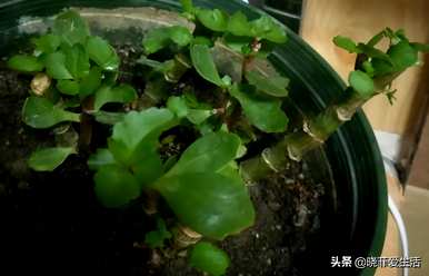 什么时候修剪长寿花最合适？开花后如何修剪凤尾长寿花？