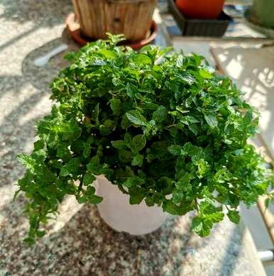 家里养薄荷有什么好处？薄荷怎么养才能长得好？