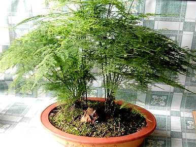 文竹的养殖方法扦插能活吗？文竹的养殖方法