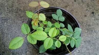 月季花叶发黄是怎么回事？月季花叶发黄用什么肥料？