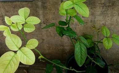 月季花叶发黄是怎么回事？月季花叶发黄用什么肥料？