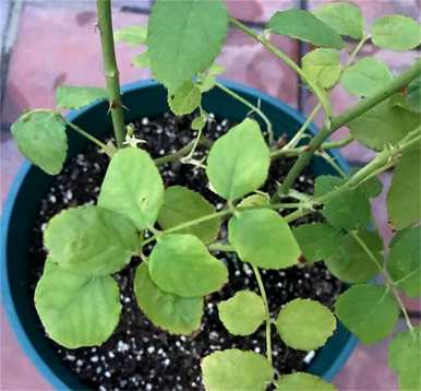 月季花叶发黄是怎么回事？月季花叶发黄用什么肥料？