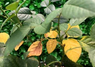 月季花叶发黄是怎么回事？月季花叶发黄用什么肥料？