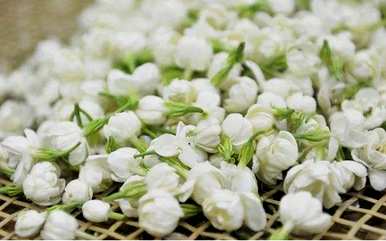 茉莉花语是什么意思？网络语言，茉莉花语是什么意思？