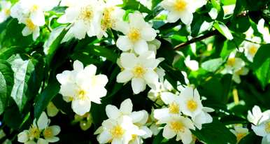 茉莉花语是什么意思？网络语言，茉莉花语是什么意思？