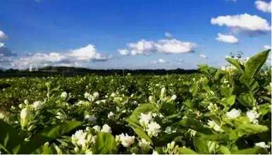 茉莉花语是什么意思？网络语言，茉莉花语是什么意思？
