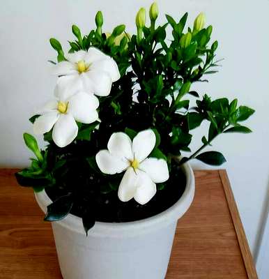 五月开花有哪些，五月开花特别香叫什么名字？