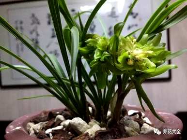 兰花品种有哪些，兰花品种有哪些？