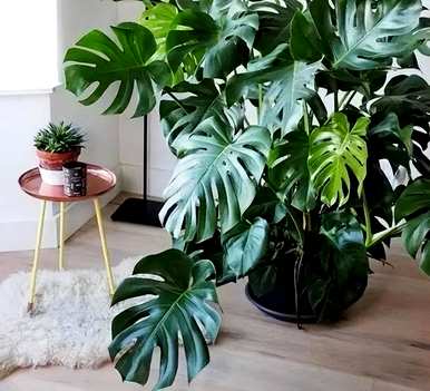 哪些绿色植物适合室内栽培，哪些绿色植物适合室内栽培？