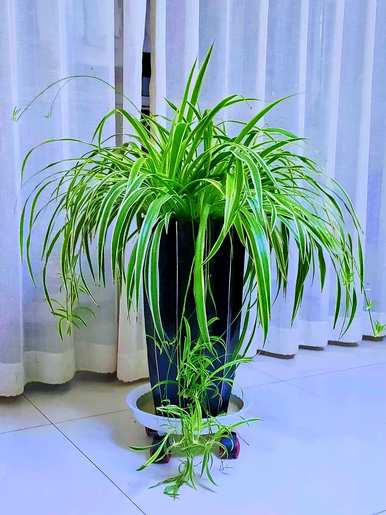 哪些绿色植物适合室内栽培，哪些绿色植物适合室内栽培？