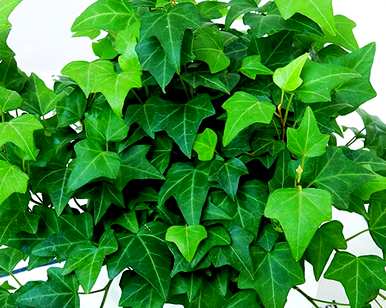 哪些绿色植物适合室内栽培，哪些绿色植物适合室内栽培？