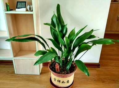 哪些绿色植物适合室内栽培，哪些绿色植物适合室内栽培？