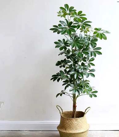 哪些绿色植物适合室内栽培，哪些绿色植物适合室内栽培？