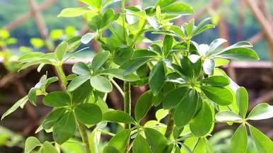 哪些绿色植物适合室内栽培，哪些绿色植物适合室内栽培？