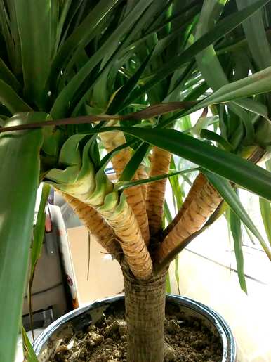 哪些绿色植物适合室内栽培，哪些绿色植物适合室内栽培？