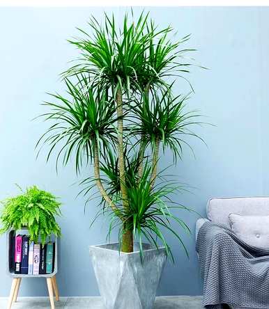 哪些绿色植物适合室内栽培，哪些绿色植物适合室内栽培？