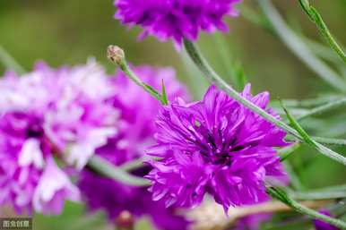 矢车菊种植条件、矢车菊种植方法及时间