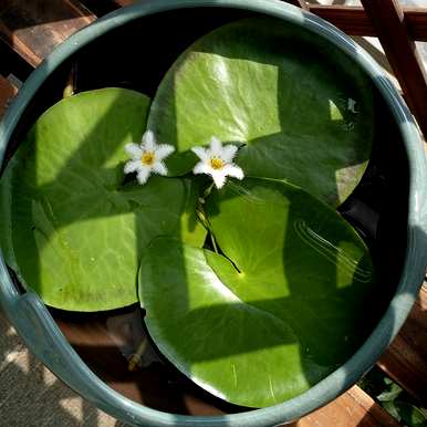 室内喜阴大型植物盆栽，喜阴室内植物有哪些？