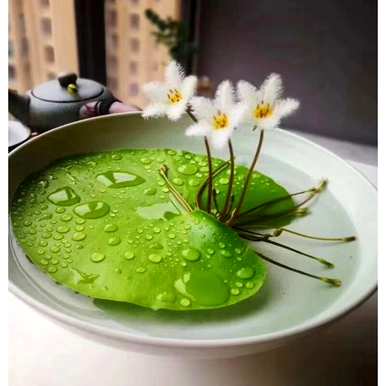 室内喜阴大型植物盆栽，喜阴室内植物有哪些？