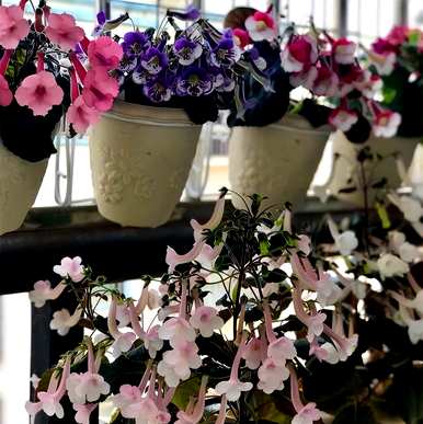 室内喜阴大型植物盆栽，喜阴室内植物有哪些？