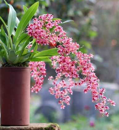 室内喜阴大型植物盆栽，喜阴室内植物有哪些？
