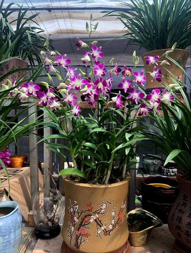 室内喜阴大型植物盆栽，喜阴室内植物有哪些？