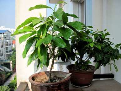 白兰花怎么养才好，白兰花怎么养才好