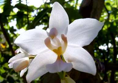 白兰花怎么养才好，白兰花怎么养才好
