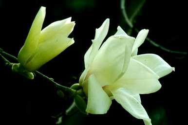 白兰花怎么养才好，白兰花怎么养才好