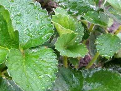 草莓种植方法的全过程是什么？草莓种植季节是什么？