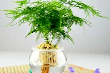 如何水培文竹最好？文竹水培扦插视频