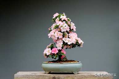 修剪西玛杜鹃花，如何修剪杜鹃花？