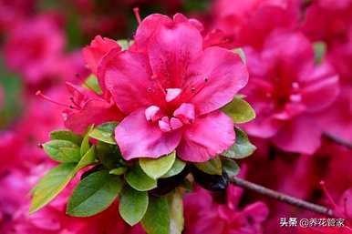 修剪西玛杜鹃花，如何修剪杜鹃花？