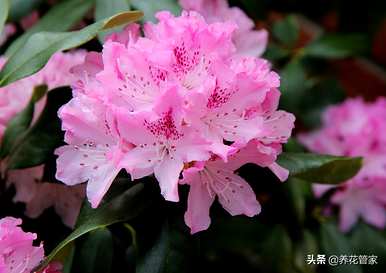 修剪西玛杜鹃花，如何修剪杜鹃花？