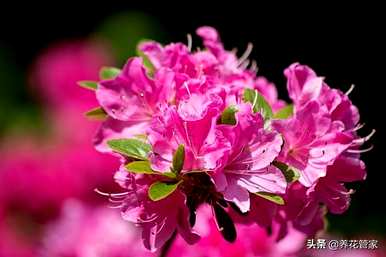 修剪西玛杜鹃花，如何修剪杜鹃花？