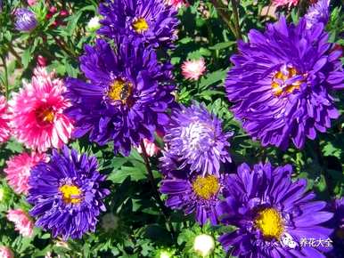 菊花有哪些种类，菊花有哪些150字左右？