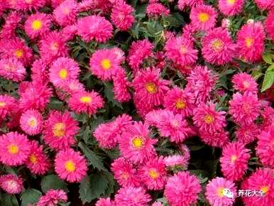 菊花有哪些种类，菊花有哪些150字左右？