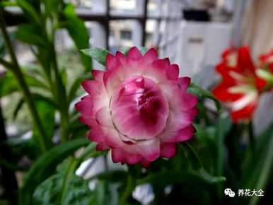 菊花有哪些种类，菊花有哪些150字左右？