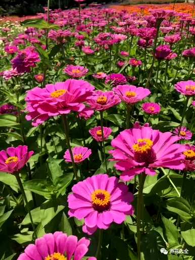 菊花有哪些种类，菊花有哪些150字左右？