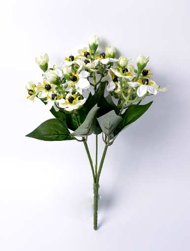 长寿花有什么意思，长寿花有什么好兆头？