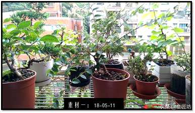 如何维护山毛榉盆景，山毛榉盆景是否落叶