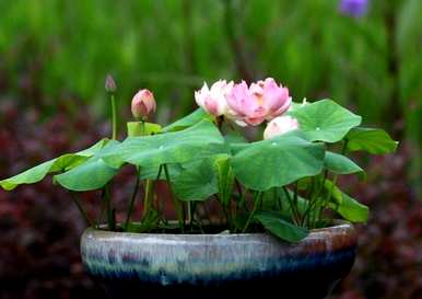 碗莲无土种植方法，无土水培碗莲种植全过程视频