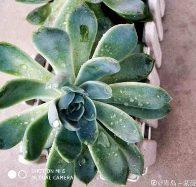 多肉浇水多久？